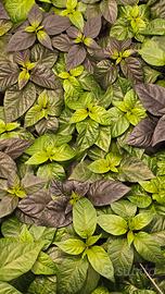 Piantine di peperoncini superhot 