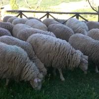 Montoni e agnelli francesi