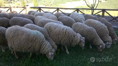 Montoni e agnelli francesi