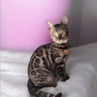 Gatto Bengala femmina