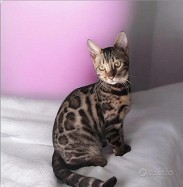Gatto Bengala femmina