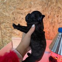Bulldog francesi?