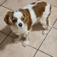 Cavalier King femmina 13 anni