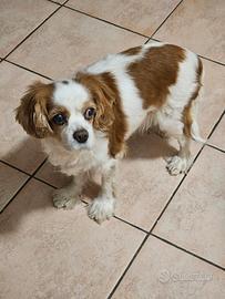 Cavalier King femmina 13 anni