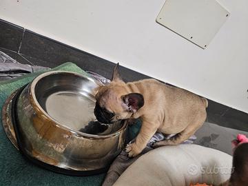 Bulldog francese