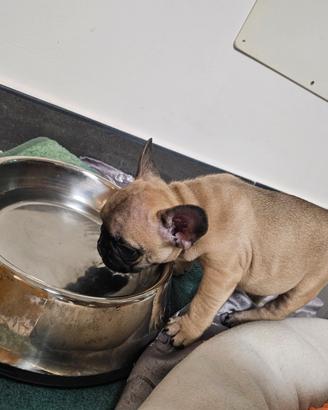 Bulldog francese