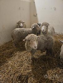 Agnelle merinos 6 mesi