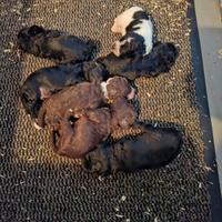 Cane cuccioli da tartufi