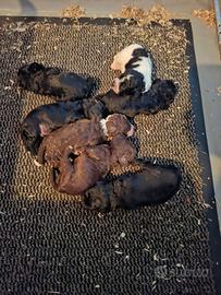 Cane cuccioli da tartufi