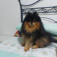 Spitz nano di Pomerania