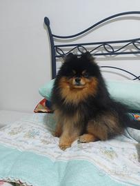 Spitz nano di Pomerania