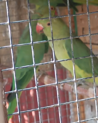 coppia pappagallo parrocchetto 