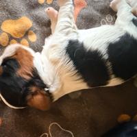 Cucciole di cavalier king