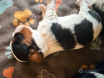 Cucciole di cavalier king