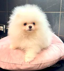 Spitz Pomerania toy nano