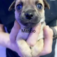 Vendita mini chihuahua