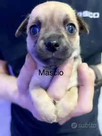 Vendita mini chihuahua