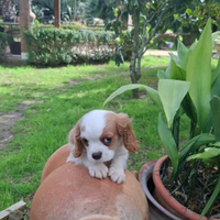 Cuccioli di Cavalier King