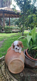 Cuccioli di Cavalier King