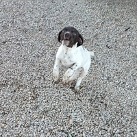 Cucciolo bracco francese dei Pirenei bracco tedesc