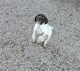 Cucciolo bracco francese dei Pirenei bracco tedesc