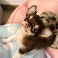 Cucciola di Chihuahua Cioccolato tricolor Pedigree