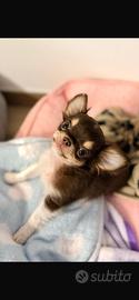 Cucciola di Chihuahua Cioccolato tricolor Pedigree