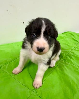 Cuccioli Border Collie