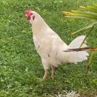 Gallo livornese