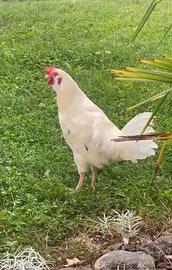 Gallo livornese