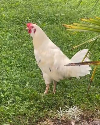Gallo livornese