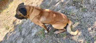 Cane Corso