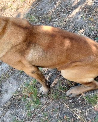 Cane Corso