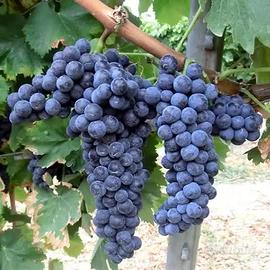 Uva da vino ciliegiolo