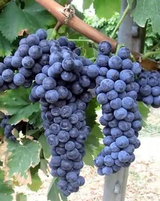 Uva da vino ciliegiolo