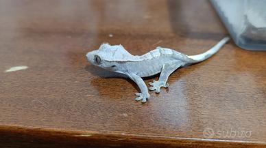 Geco ciliatus FoxBau6