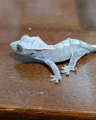 Geco ciliatus FoxBau6