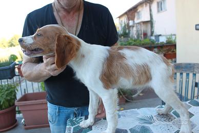 Cucciolo Breton