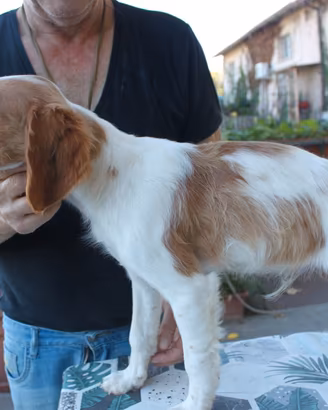 Cucciolo Breton