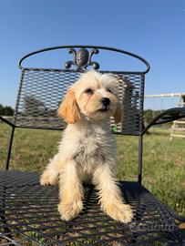 Kissy, cucciola di maltipoo