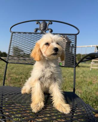 Kissy, cucciola di maltipoo