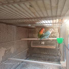 Inseparabili