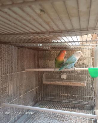 Inseparabili