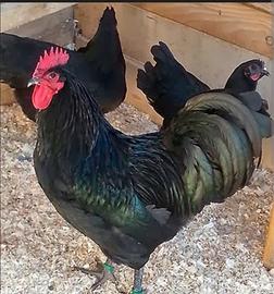Gallo australorp