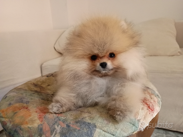 Spitz tedesco/ volpino di pomerania