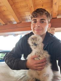 Galline moroseta silkie