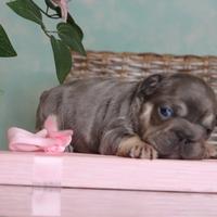 Bulldog Francese Fluffy Big Rope - Cuccioli selez