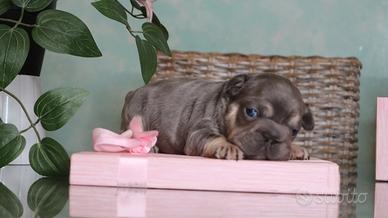 Bulldog Francese Fluffy Big Rope - Cuccioli selez