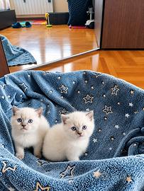 Splendidi cuccioli di British Shorthair Blue Point