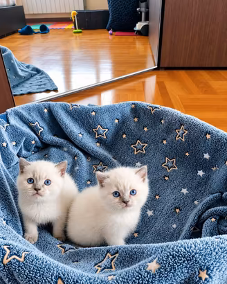 Splendidi cuccioli di British Shorthair Blue Point